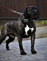 ZANE BALUARTE DE LOS PERROS